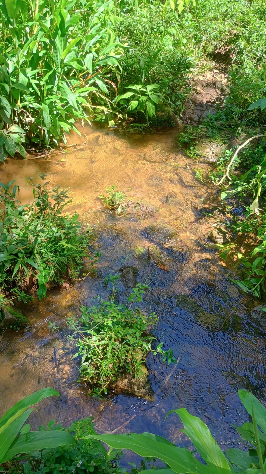 Terreno rural maravilhoso em Dom viçoso região de São Lourenço MG