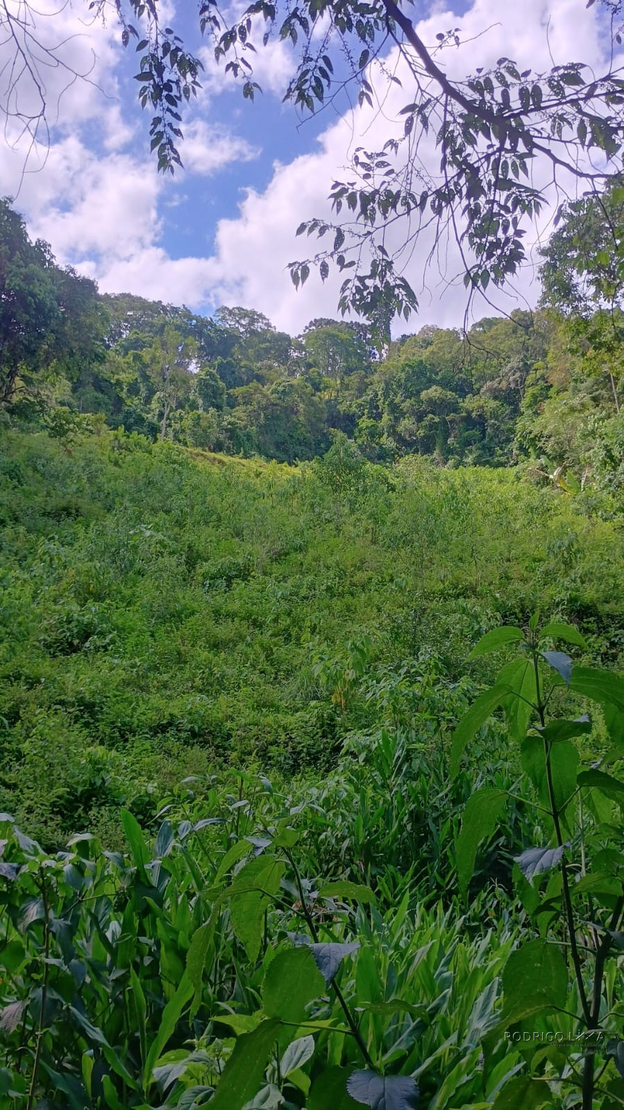 Terreno rural maravilhoso em Dom viçoso região de São Lourenço MG
