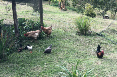 Lindo Sítio para venda em Itamonte - MG.