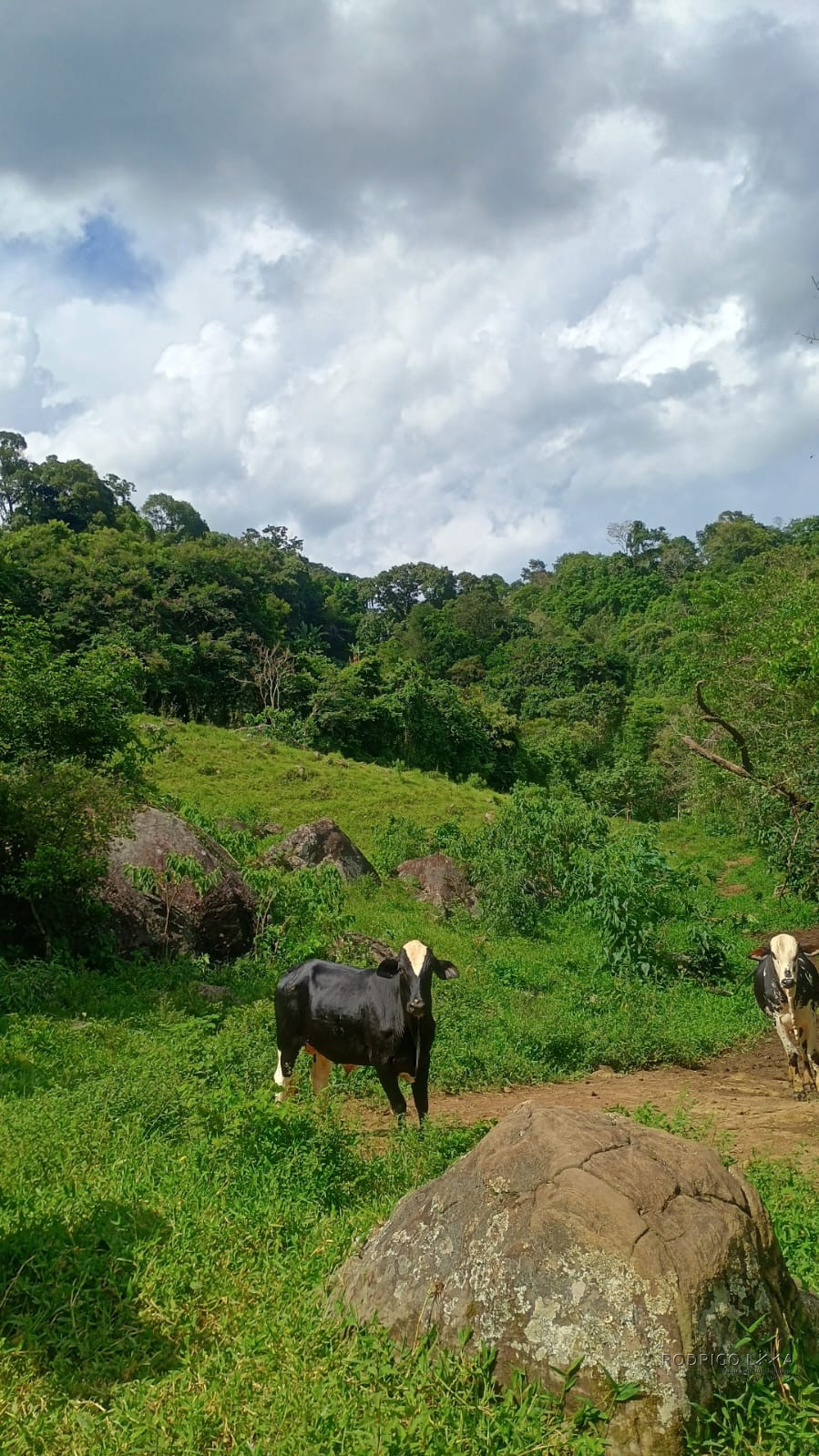 Terreno rural maravilhoso em Dom viçoso região de São Lourenço MG