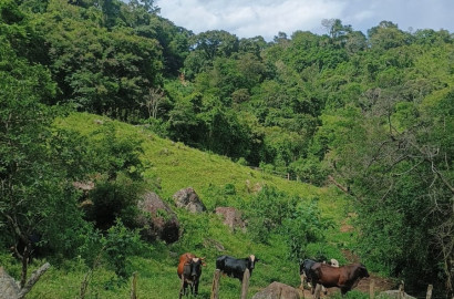 Terreno rural maravilhoso em Dom viçoso região de São Lourenço MG
