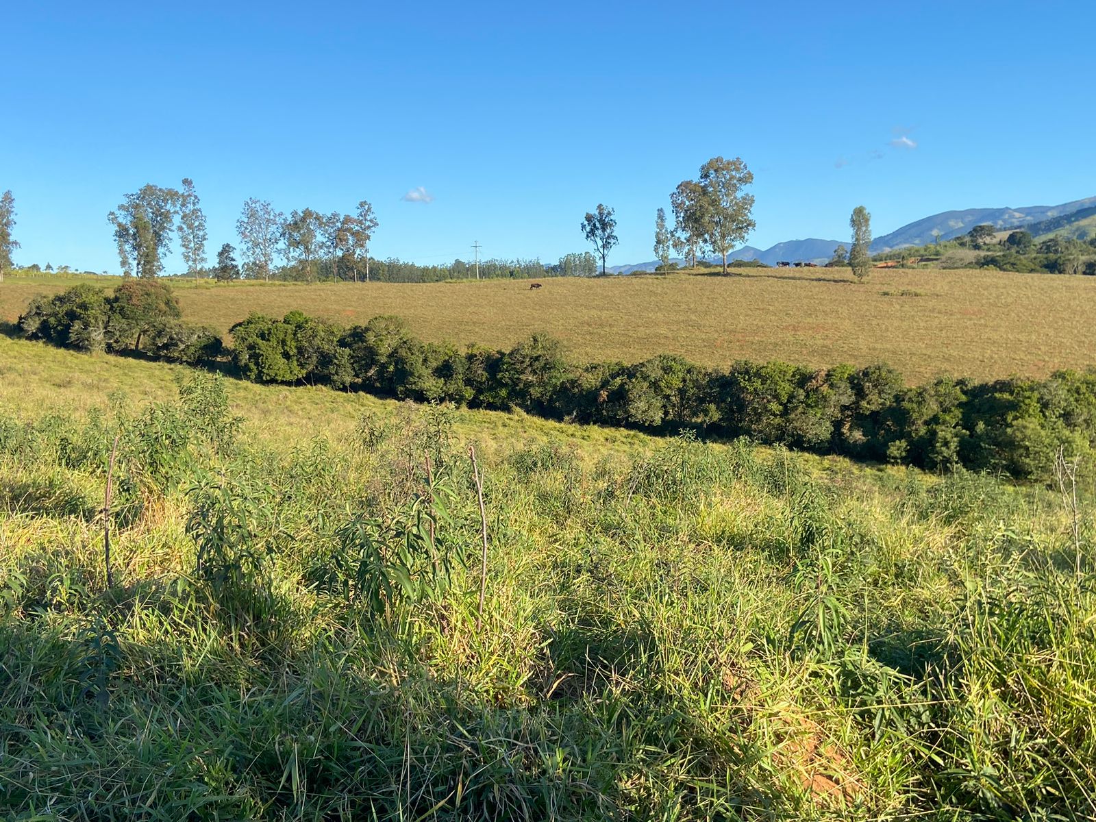 Linda área para venda em Dom Viçoso - MG.