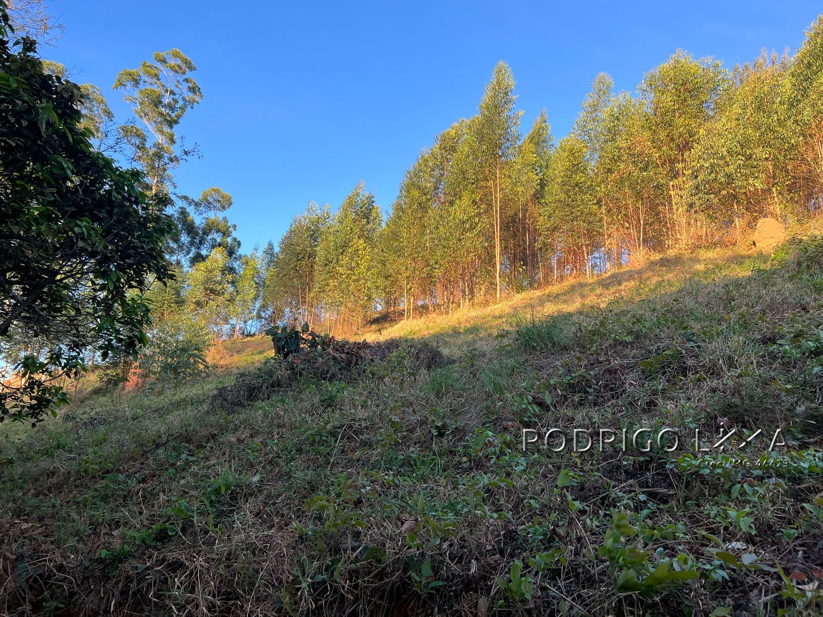 Linda área para venda em Dom Viçoso - MG.