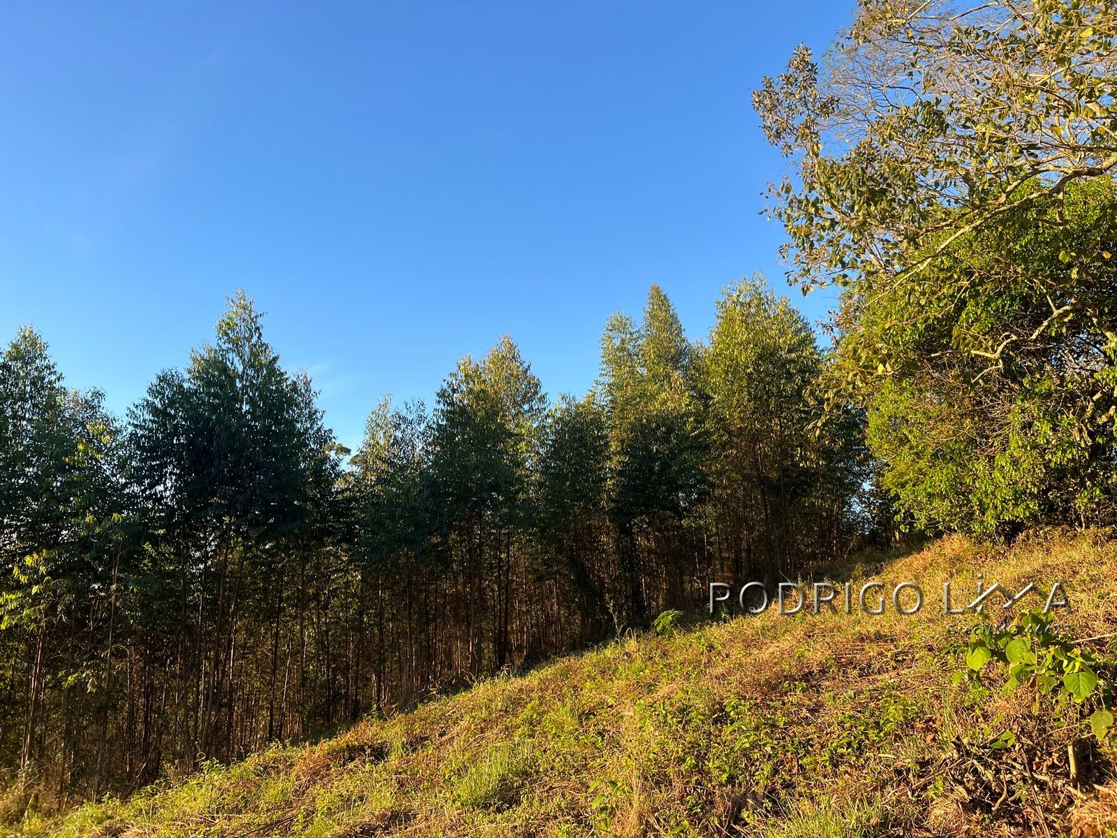 Linda área para venda em Dom Viçoso - MG.
