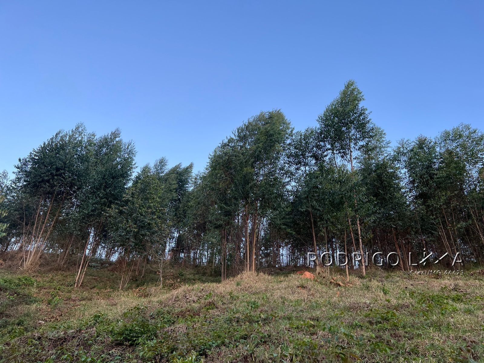 Linda área para venda em Dom Viçoso - MG.