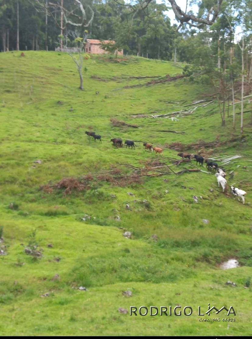 Área rural🌳 Oportunidade Imperdível: Sua Área Rural dos Sonhos em Dom Viçoso! 🌳  Está em busca de um lugar tranquilo,