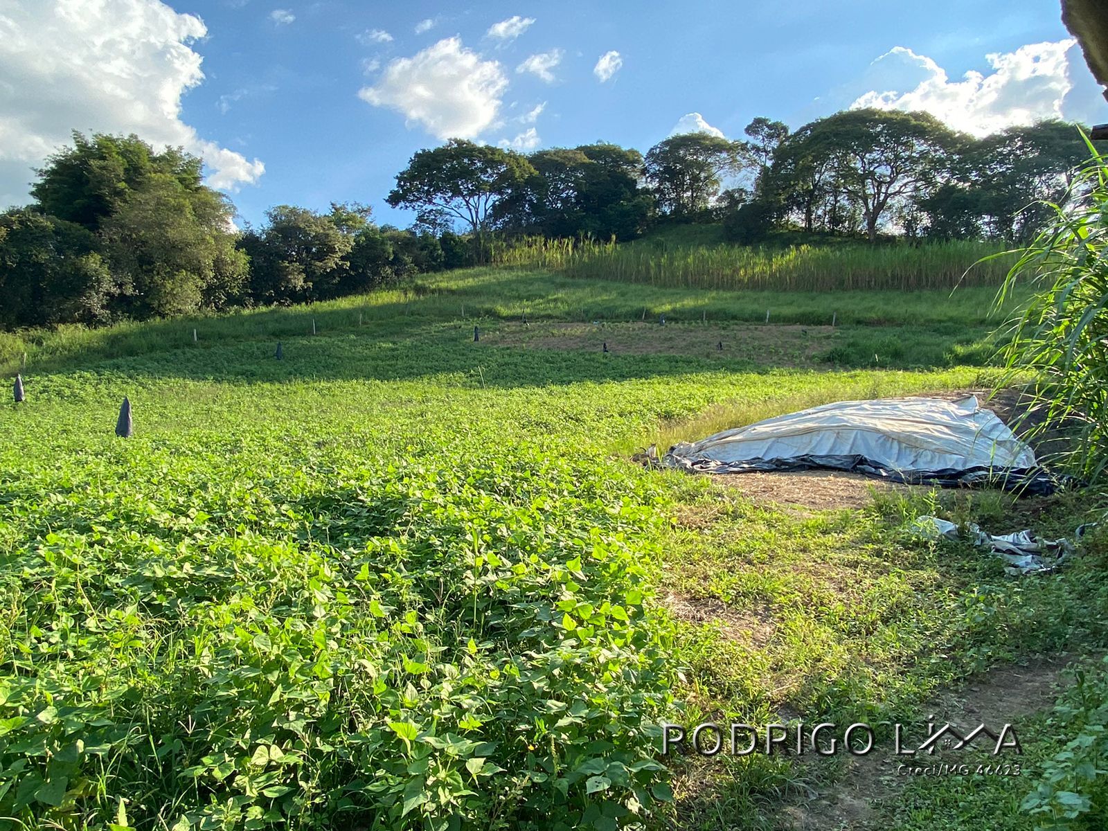 Linda área para venda em Dom Viçoso - MG.