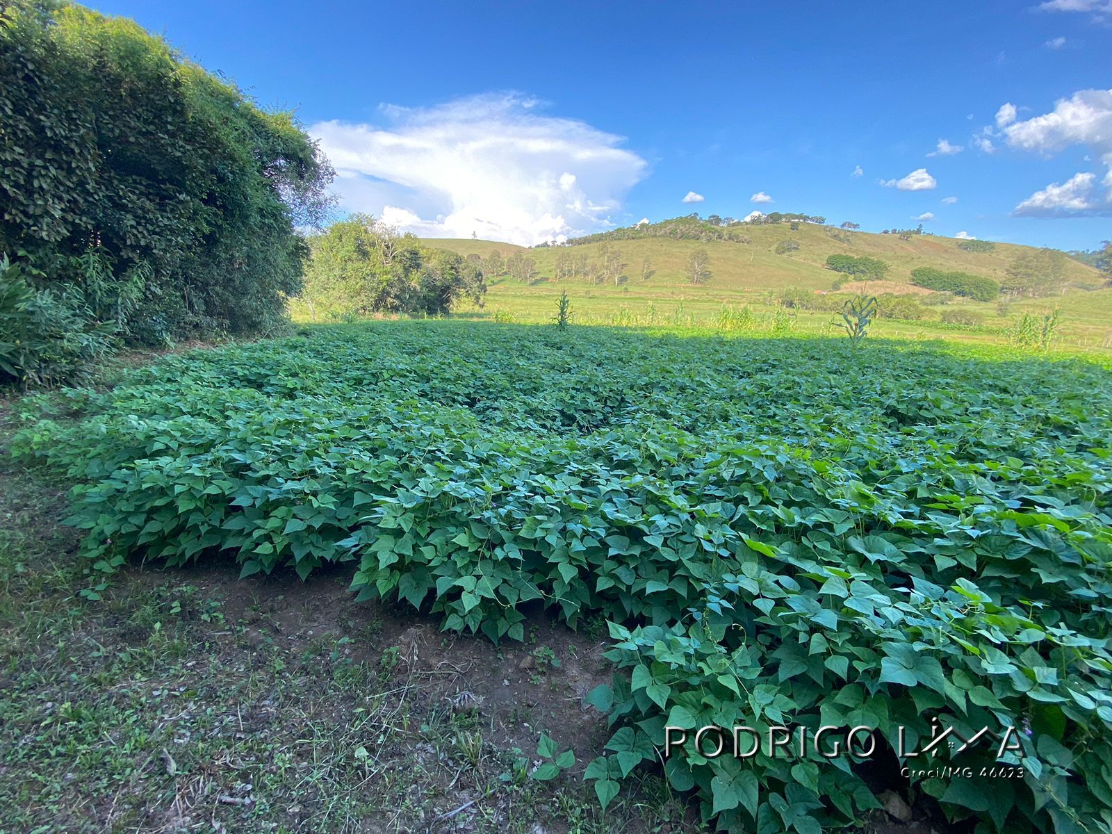 Linda área para venda em Dom Viçoso - MG.