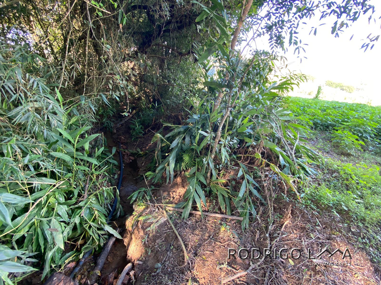 Linda área para venda em Dom Viçoso - MG.