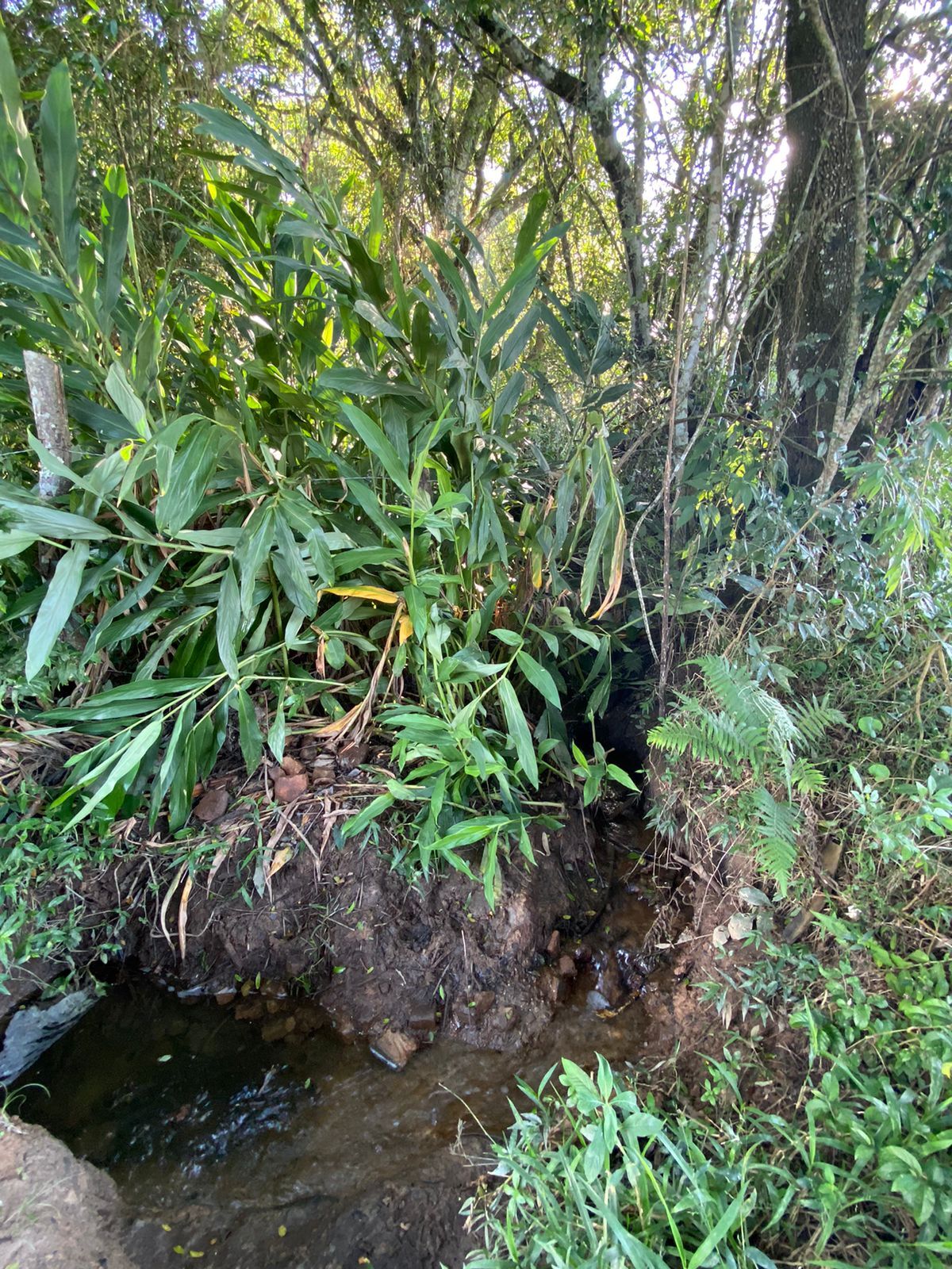 Linda área para venda em Dom Viçoso - MG.